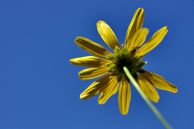 Growing up to the sky by Luis Argerich