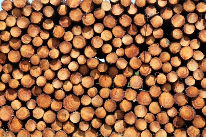 Wood by Joost J Bakker