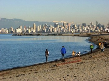 Dogs Walking by Michael Scheltgen