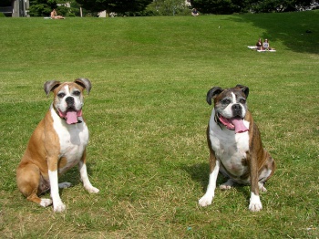 Vancouver Dogs by Lee Down