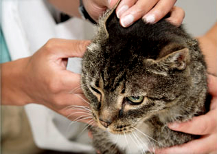 Vancouver Animal Emergency Clinic