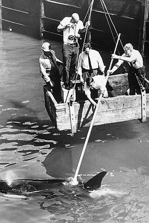 Moby Doll killer whale