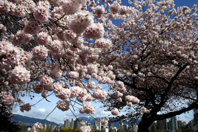 Vancouver Cherry Blossom Festival