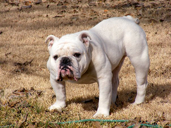 English Bulldog by Wikimedia Commons