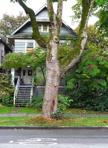 House and Tree Byinternets dairy