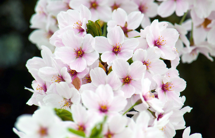 Cherry blossom petals