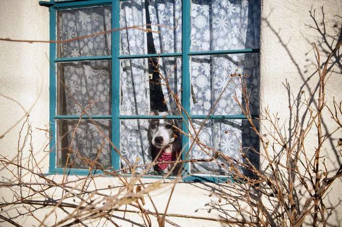 Watch Dog by feverblue