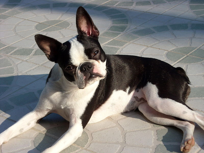 Boston Terrier by Wikimedia Commons