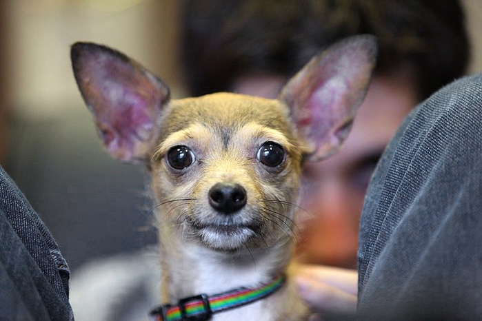 Chihuahua by Wikimedia Commons