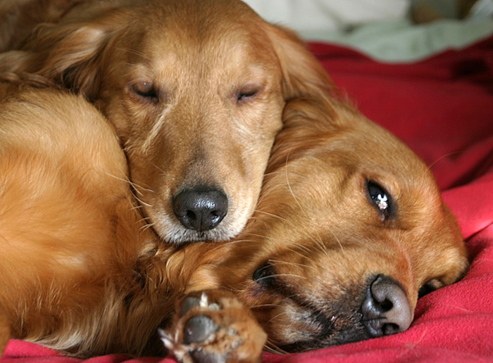 Golden Valentine Brothers by Andrew Morrell