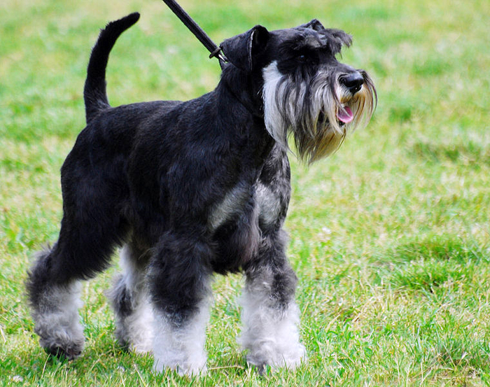 Miniature Schnauzer by Wikimedia Commons