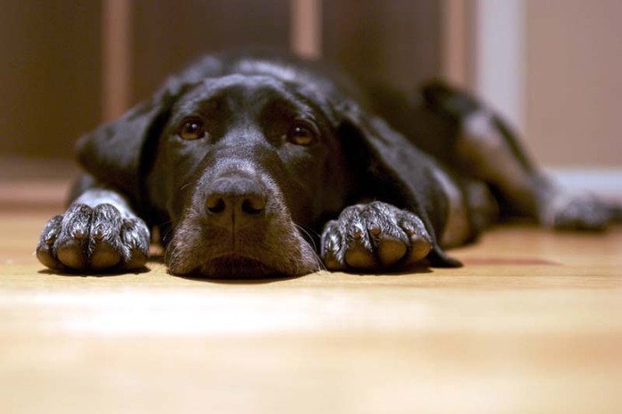 Puppy Eyes by lecates 1