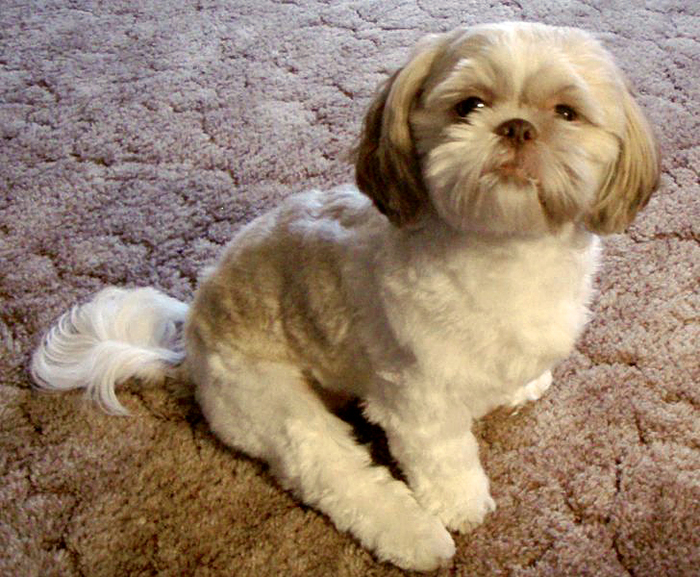 Shih Tzu by Wikimedia Commons