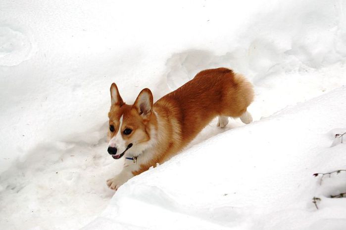 Welsh Corgi by Wikimedia Commons