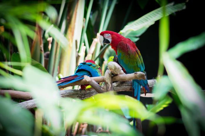 Aras in Bloedel Conservatory