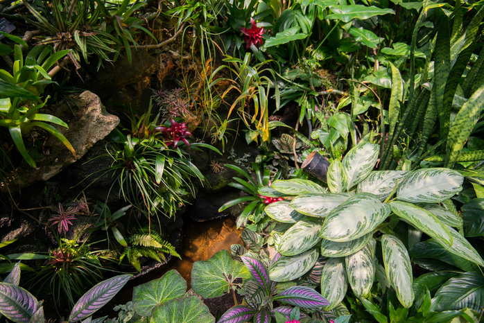 Bloedel Conservatory in Vancouver 2
