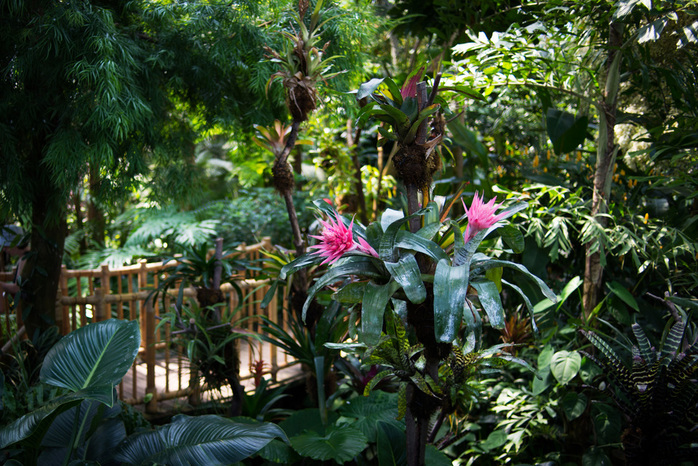 Two Pink Exotic Flowers