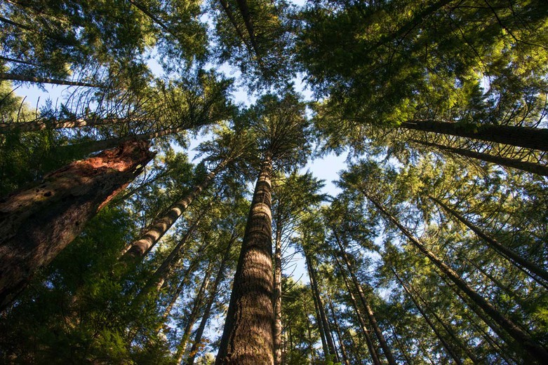Ancient Trees in Lynn Canyon Park