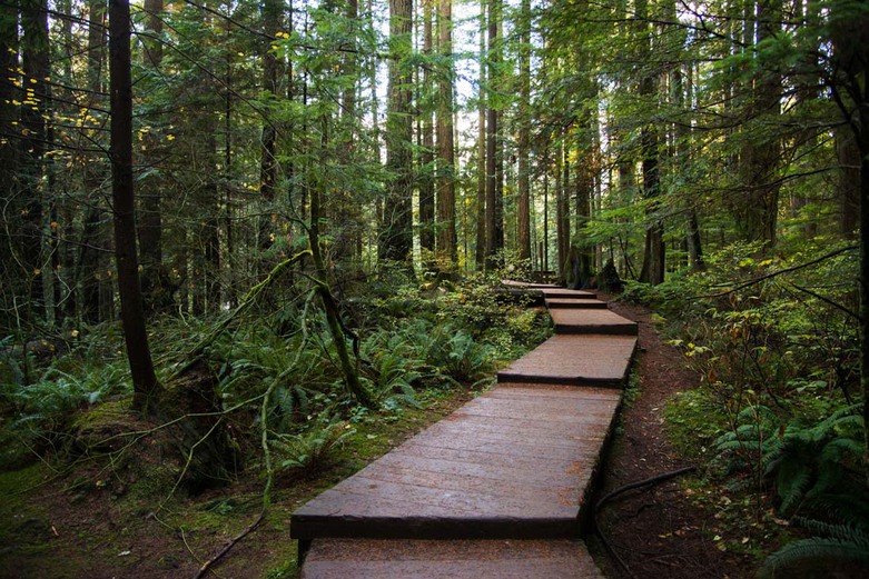 Baden Powell Trail in Lynn Canyon Park