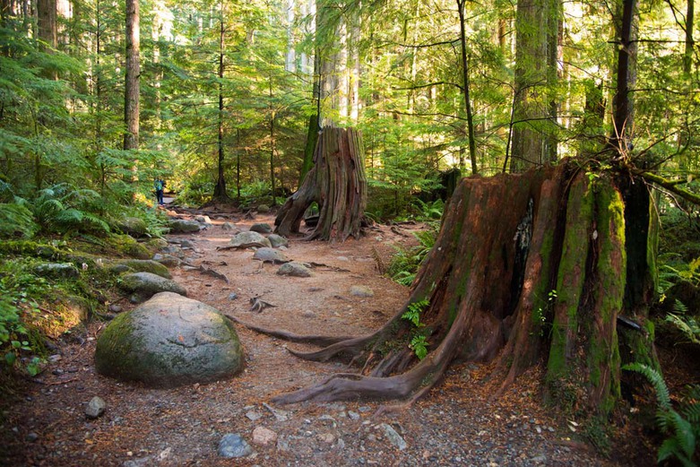 Fork in the Trail in Lynn Canyon Park