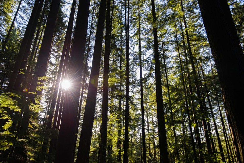 Sunbeams From Behind The Old Evergreens in Lynn Canyon Park