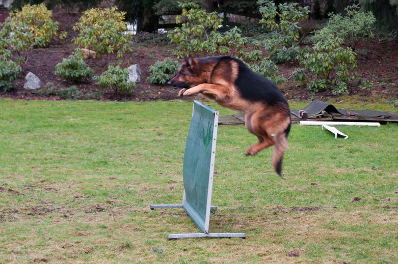 Afternoon with dogs training in Sinburg Kennels Center
