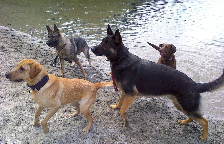 Dogs from Capable Dog Centre Waintig for a Ball