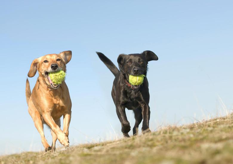 Dogs from Release the Hounds