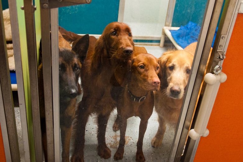 Dogs in Dogs Life K9 Center