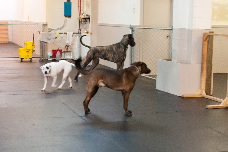 Dogs in Ruff Stuff Center