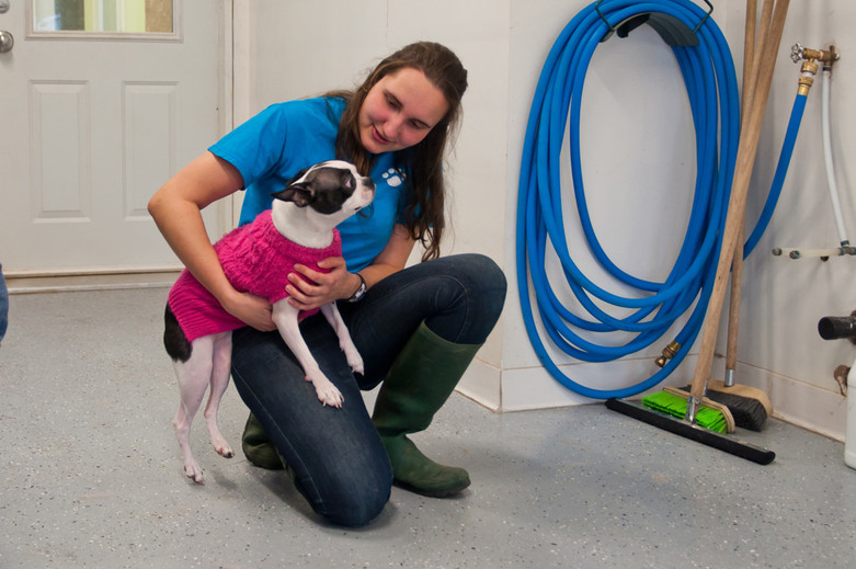 Small French Bulldog in A Dogs Life K9 Center