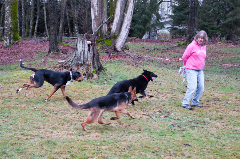 Training with Karen in Sinburg Kennels