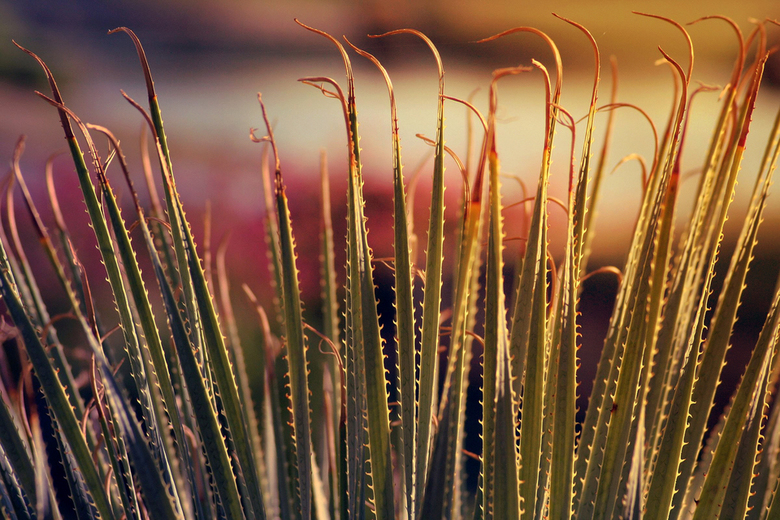 Aloe Vera Plant by Jonathan Silverberg