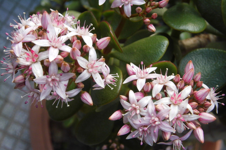 Crassula ovata by candiru