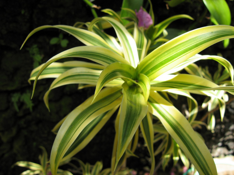 Getting bigger Draceana reflexa by troy mckaskle