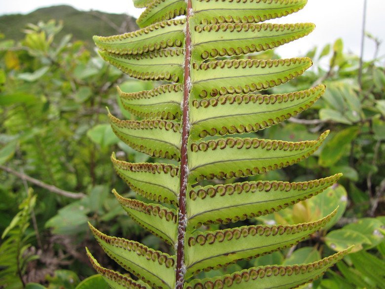 Nephrolepis exaltata by Forerst and Kim Starr