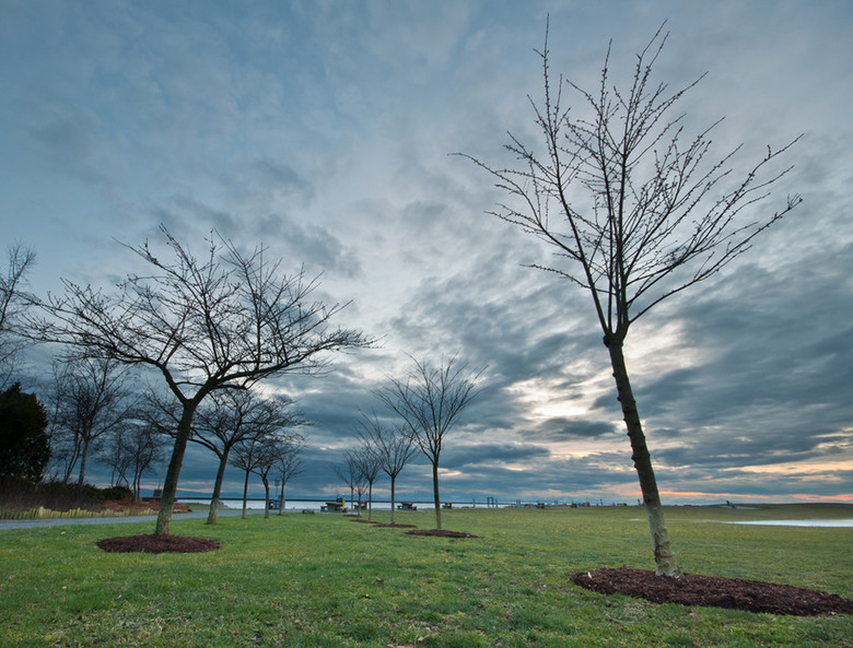 Richmond Garry Point Trees