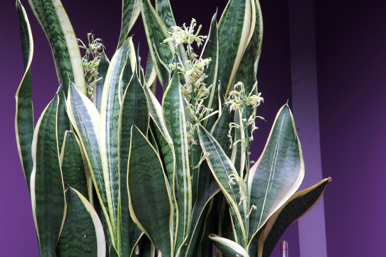 Sansevieria trifasciata by Peter A Mansfeld