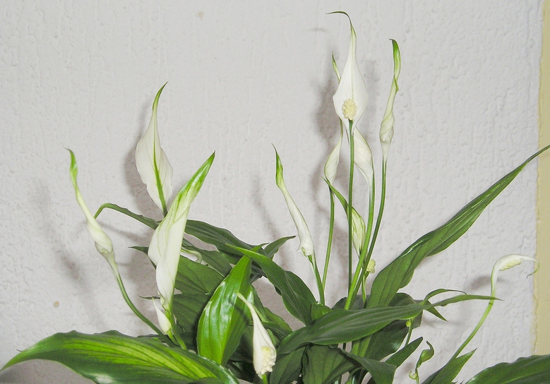Spathiphyllum Hybride by Maja Dumat