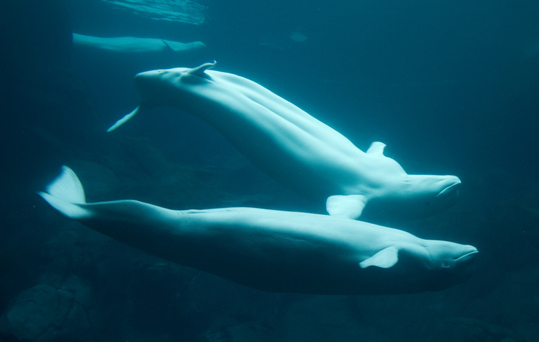 Vancouver Aquarium