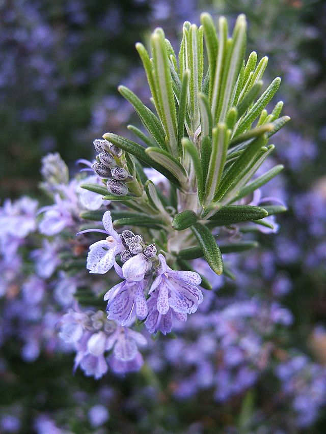 Flowering rosemary