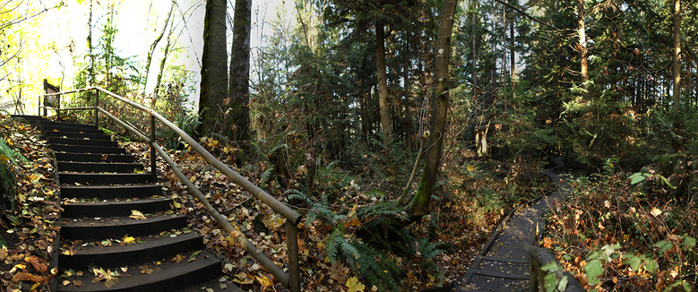 inside the pacific spirit park 1