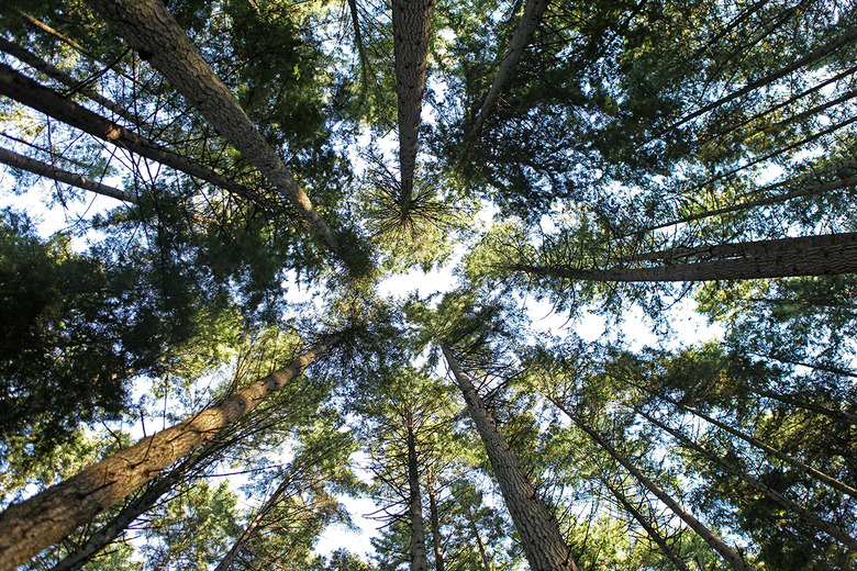 inside the pacific spirit park 2