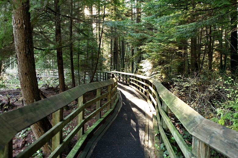 inside the pacific spirit park 3