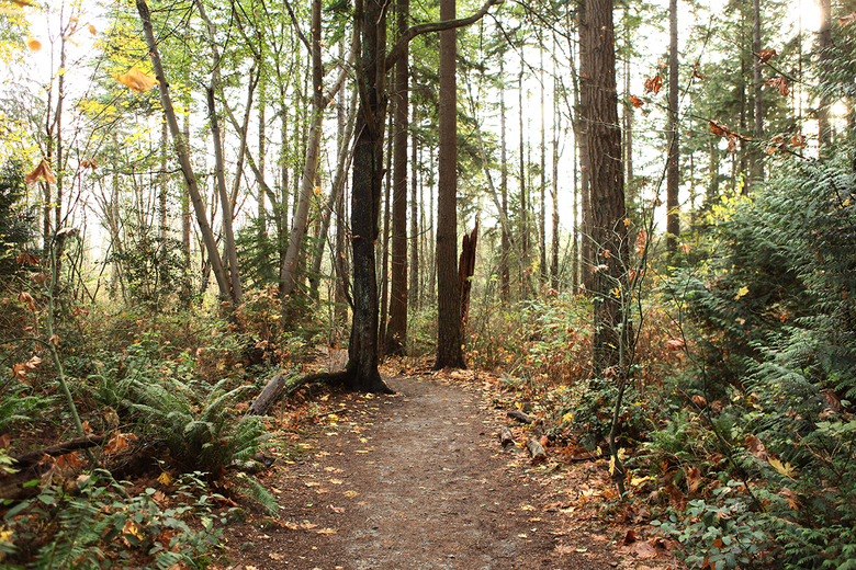 inside the pacific spirit park 4