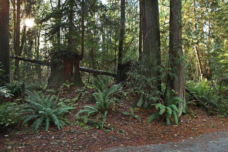 inside the pacific spirit park 5