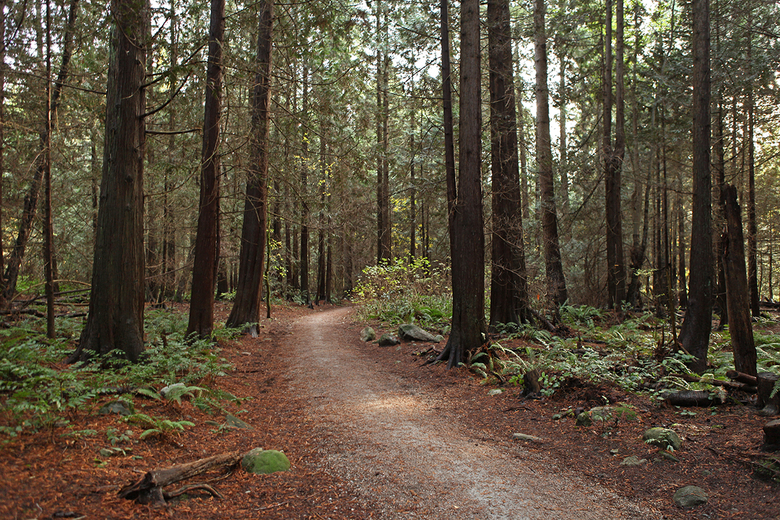 inside the pacific spirit park 6