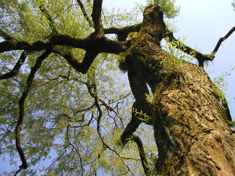 A Vancouver tree by Bill Stilwell
