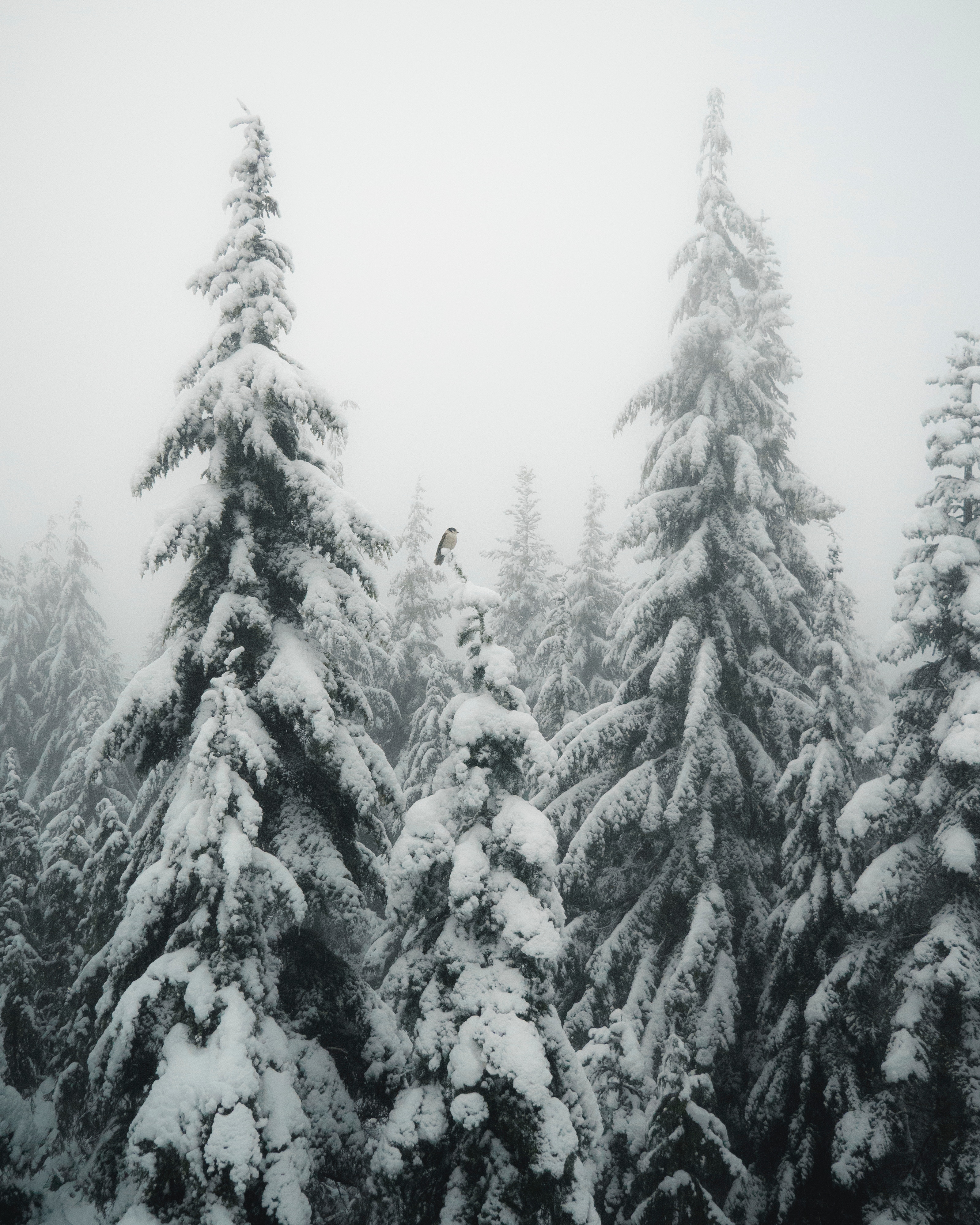 A gray bird on a white snowy tree
